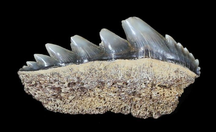 Fossil Cow Shark (Notorynchus) Tooth - Maryland #31051